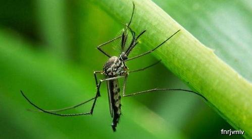 娱乐吃瓜酱蚊子,揭秘蚊子背后的娱乐圈秘密