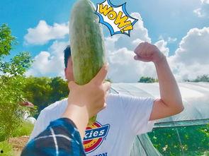 网红带你吃瓜的故事,揭秘娱乐圈幕后真相