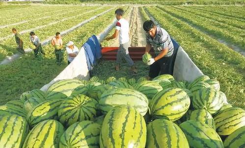 网红吃瓜劲爆图片,劲爆瞬间直击眼球！
